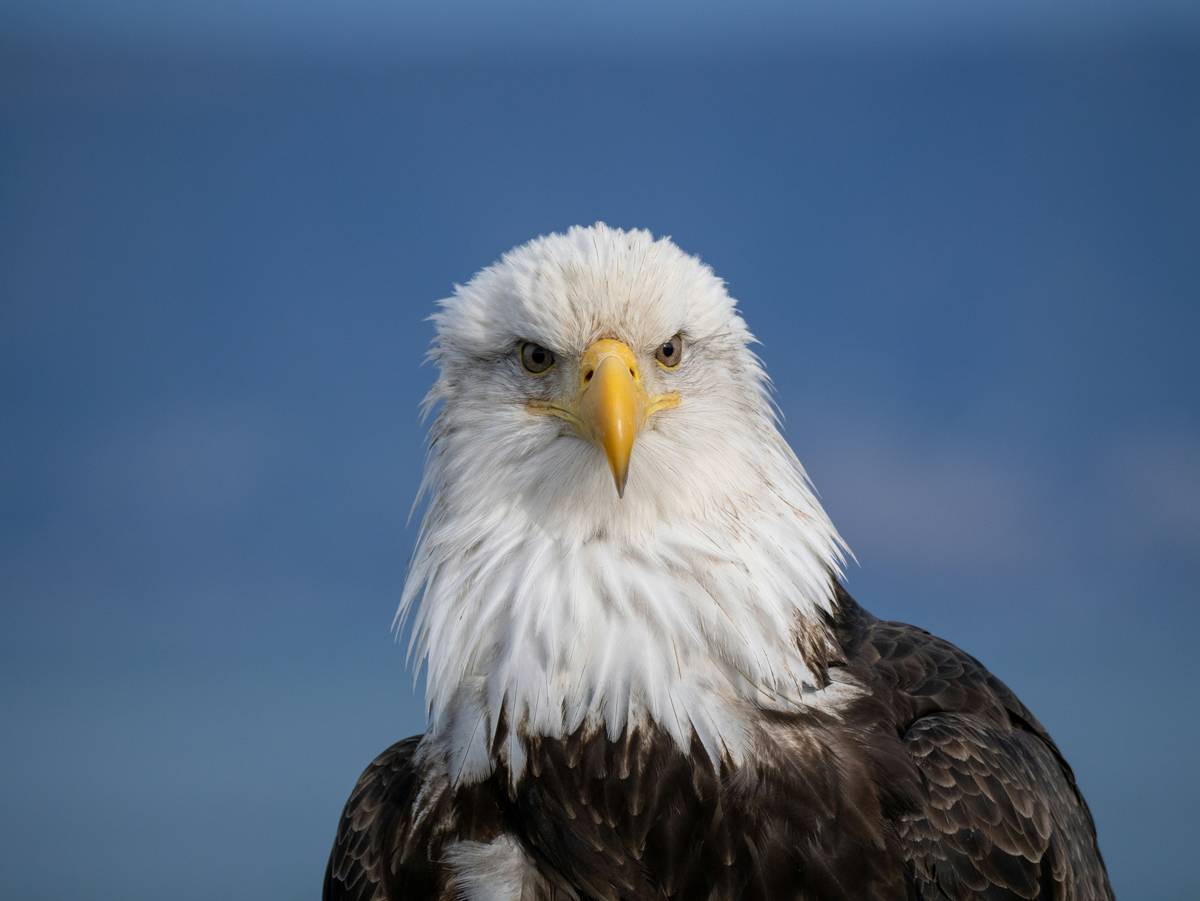 A majestic bald eagle stares directly at you.
