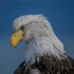 A majestic bald eagle surveys the scene.