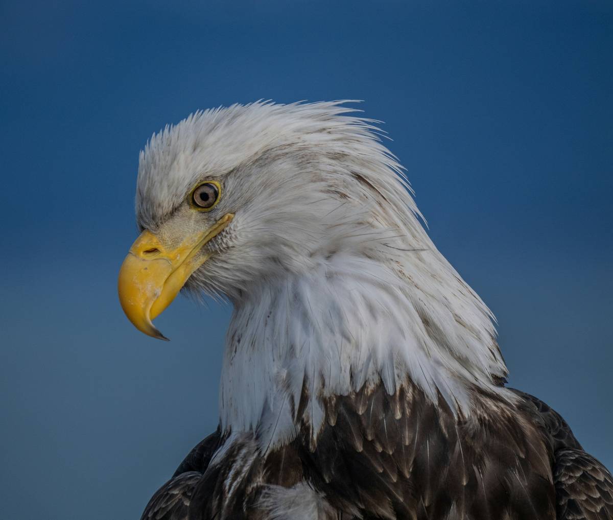 A majestic bald eagle surveys the scene.