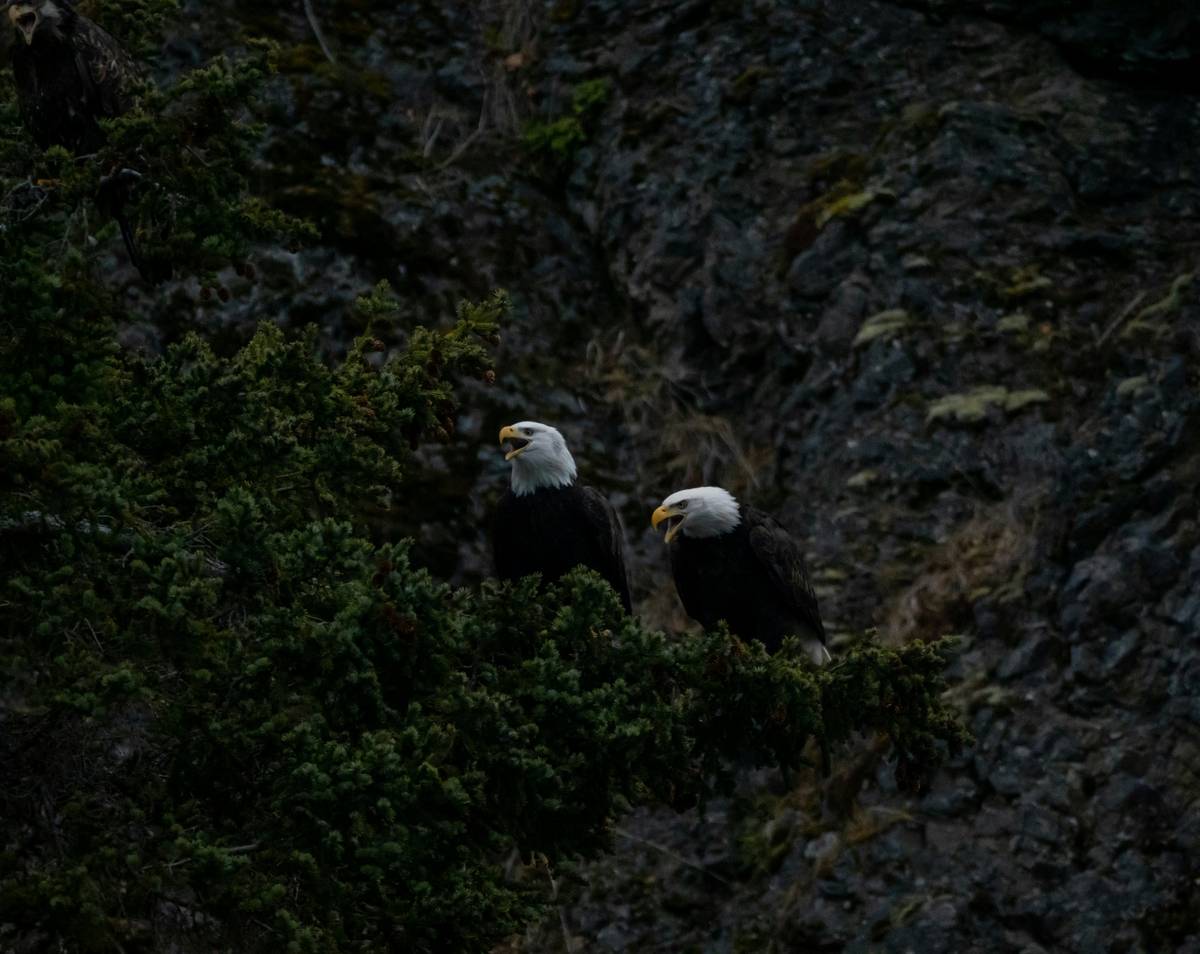 Two bald eagles perched on rocky terrain.